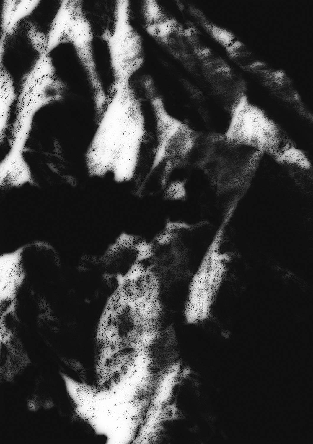 ozcar_003_2